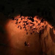 Providing superior pest control services in these alabama cities: Cook Museum Of Natural Science 30 Photos 11 Reviews Museums 133 4th Ave Ne Decatur Al Phone Number Yelp