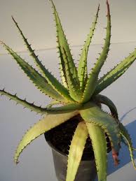 Image result for Aloe buchananii