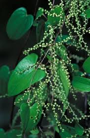 Image result for Dioscorea asteriscus