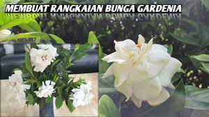 Maybe you would like to learn more about one of these? Tips Agar Bunga Gardenia Atau Bunga Kacapiring Berbunga Terus Butani Channel Youtube