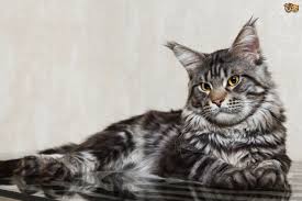 Additionally, they both have silky long coats. The Difference Between Norwegian Forest And Maine Coon Cats Pets4homes