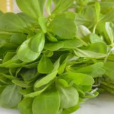 Purslane can be found in clear uncultivated or recently cultivated soil. Purslane Golden Seeds The Seed Collection