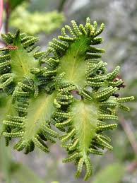 Image result for Lygodiaceae