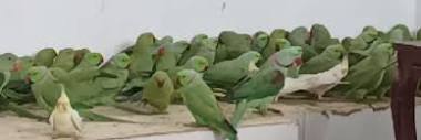 نجات صد‌ها پرنده کمیاب زینتی از چنگال قاچاقچیان در سیستان و ...