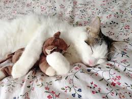 It may also be abbreviated as dhpp all medications should be noted to the customer assistant at the clinic site as well as to the veterinarian prior to vaccination. Feline Distemper Or Panleukopenia Virus And Disease Facts Pethelpful By Fellow Animal Lovers And Experts