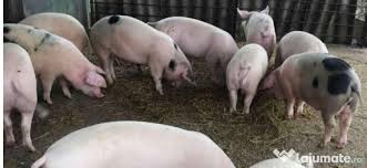 Utilizatori persoane fizice si persoane juridice au adaugat in aceasta sectiune zeci de anunturi din caras severin. Vand PreÈ Negociabil Adroa Zoo