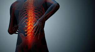 The musculoskeletal system supports our bodies, protects our organs sensors in the muscles and joints send messages back through peripheral nerves to tell the cerebellum and other parts of the brain where and how the. Muscles And Bones The Makeup Of Your Lower Back Pain