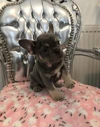 1.6 badazzbullies golden rule american bulldogs. French Bulldog Puppy For Sale Adoption Rescue For Sale In Tucson Arizona Classified Americanlisted Com