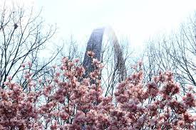 Maybe you would like to learn more about one of these? Stunning Springtime Scenery In St Louis The Gateway Arch