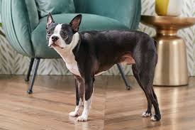 Boston Terrier Breed: Characteristics, Care & Photos | Bechewy