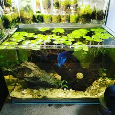 Pin On Nano Tank Layout Inspirations