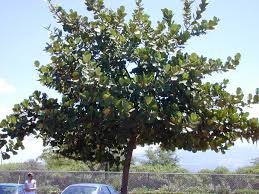 Image result for Clusiaceae