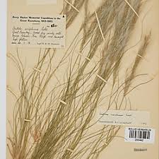 Image result for Stipagrostis uniplumis