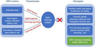 Bulls eye pest & termite control. Frontiers Pepper Crop Improvement Against Cucumber Mosaic Virus Cmv A Review Plant Science