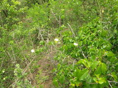 Image result for Dalechampia capensis