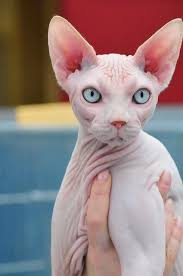 Kucing tanpa bulu jenis ini kerap disebut donskoy yang merupakan ras kucing lokal dari rusia. Kucing Sphynx Ciri Fisik Harga Dan Tips Perawatan