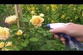 Video Rosen Lause Mit Spulmittel Bekampfen Mit Bildern Rosen Lause Rosen Pflanzen Blumen Anbauen