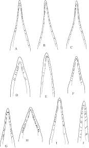 Image result for Agelanthus terminaliae