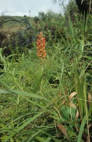 Image result for Satyrium sceptrum