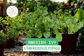 Image result for Plectranthus verticillatus
