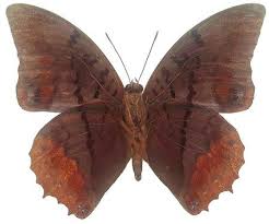 Image result for Deinbollia nyasica