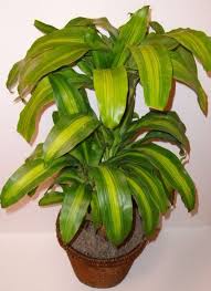 Plants More We Love Houseplants Corn Plant Plants Household Plants