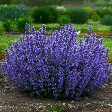 Don't miss what's happening in your neighborhood. Cat S Pajamas Nepeta Plants For Sale Catmint Free Shipping