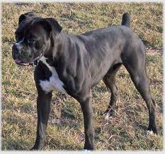 Find boxer puppies for sale and dogs for adoption. Akc Black Boxer Champion Boxer Puppy For Sale In Texas Boxer Breeder Black Boxer Puppy