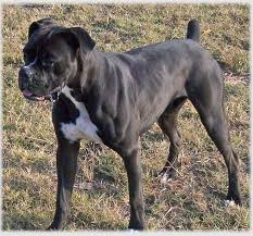 Female boxers are slightly lighter than the. Akc Black Boxer Champion Boxer Puppy For Sale In Texas Boxer Breeder Black Boxer Puppy
