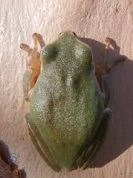 صورة بادر ضفدع الشجر الأروبي Tree Frogs Frog Tree