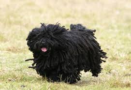 No other pooch has a long, dreadlocked coat quite like his. Everything About Your Puli Luv My Dogs