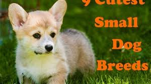 Doge dog breed and the list for potential breeds. 9 Of The Cutest Small Dog Breeds Pethelpful By Fellow Animal Lovers And Experts