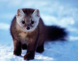 Pin By Joanne Crane On Pine Martin Cute Animals Animals Animals Wild