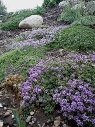 Image result for Thesium cymosum