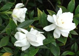 Image result for Gardenia brachythamnus