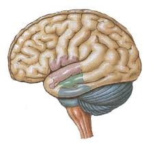 Risultati immagini per cervello vero