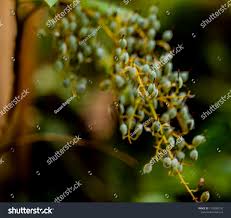 Image result for Bocconia