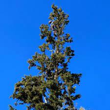 The trained professionals at navarro transform properties into a beautiful, safe, and healthy environments for homes and businesses to enjoy. Navarro Maintenance And Tree Service 119 Photos 15 Reviews Landscaping Pasadena Ca Phone Number