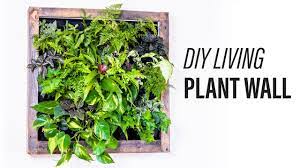 #hashtagdecor latest modern indoor plants ideas. How To Make A Living Plant Wall Diy Youtube