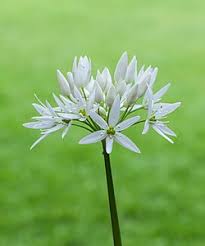Image result for Allium ursinum