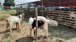Di jawa, kambing ini di sebut kambing jawa. Ini Alasan Harga Hewan Kurban Kambing Etawa Di Bogor Tinggi Warta Kota
