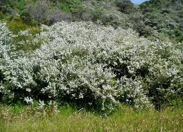 Image result for Leptospermum laevigatum