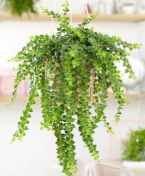 10 Plantes Retombantes D Interieur Indispensables A La Maison Plantes Retombantes Decoration Plantes Interieur Jardiniere Interieur