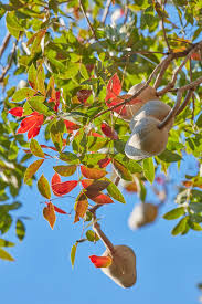 Image result for Lannea humilis