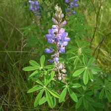 Image result for Lupinus mexicanus