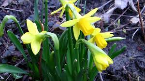 My Pretty Miniature Daffodils Flowers Daffodil Flower Daffodils Flowers Perennials