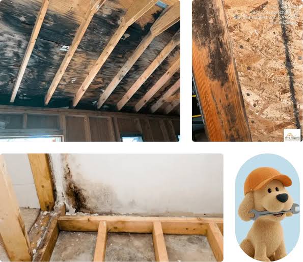 Attic & Crawl Space Mold Remediation Services | Attic Projects