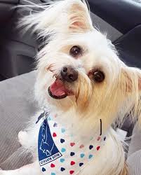 Haftaortasi G U N A Y D I N Keyifli Bir Gun Dileriz Siparislerin Aninda Kargoda Www Bikinimayokinidunyasi Com Dog Care Pet Cancer Dogs