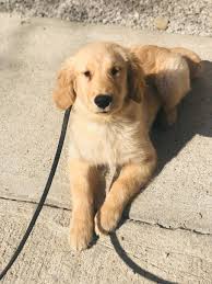 Golden retriever has very little guarding instincts; Female Golden Retriever Puppy Man S Best Friend