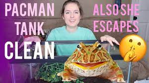 Pacman Frog Tank Clean & Setup - Youtube
